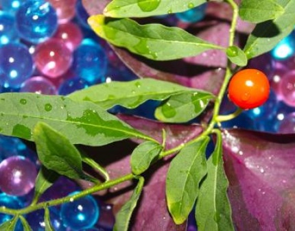 Скидка 60% на разноцветный гель-грунт для цветов от интернет-магазина http://akva-gel.narod2.ru!