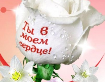 Букет из 7 роз с пожеланиями на лепестках! Скидка 50%! Удиви любимую!